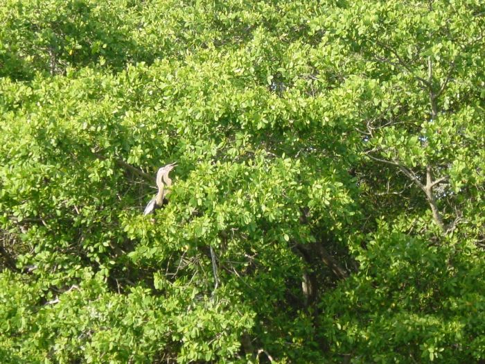 Birds in the Mangrove trees