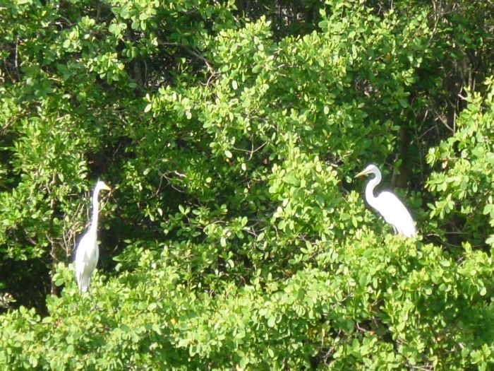 Great Egrets in Mangrove trees