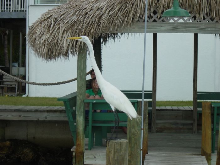 Great Egret on Pier at Green Flash