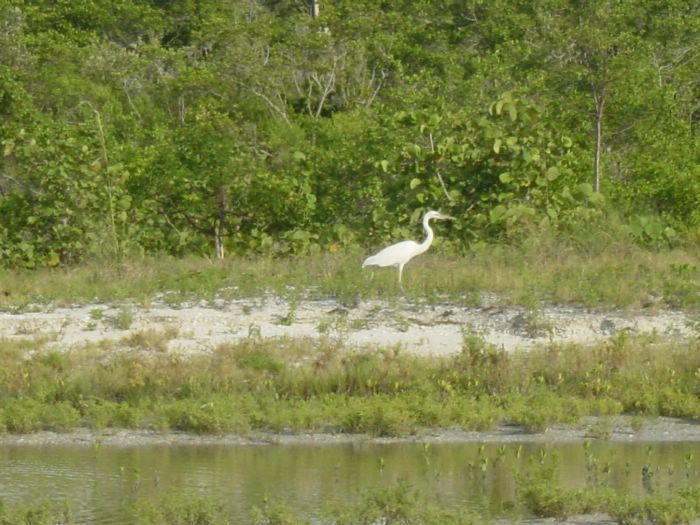 Great Egret Hunting at Blind Pass