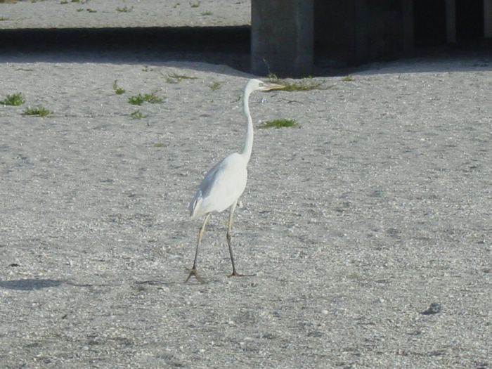 Great Egret at Blind Pass