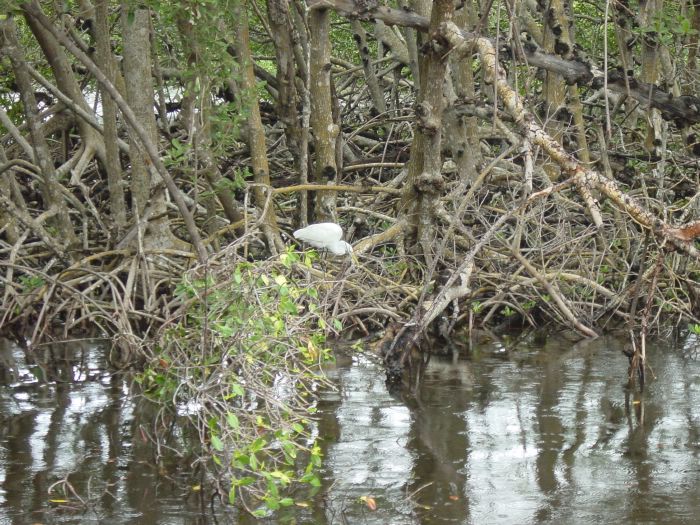Great Egret hunting at Bird Refuge