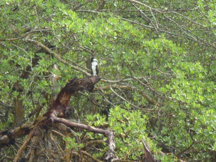 Osprey in the Trees