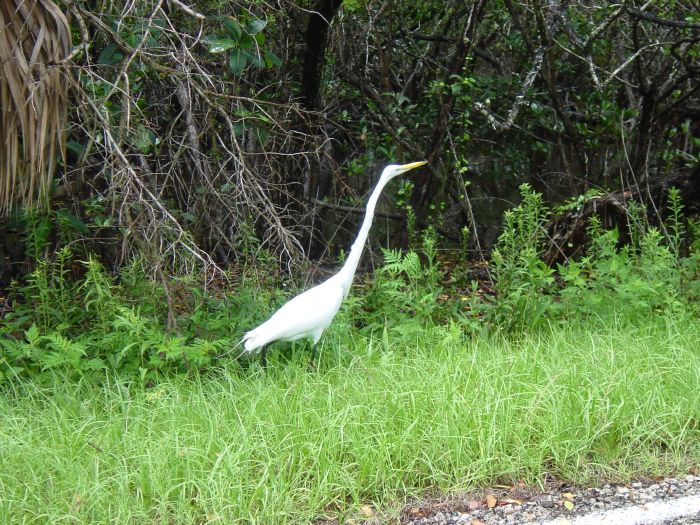 Great Egret in Bird Refuge