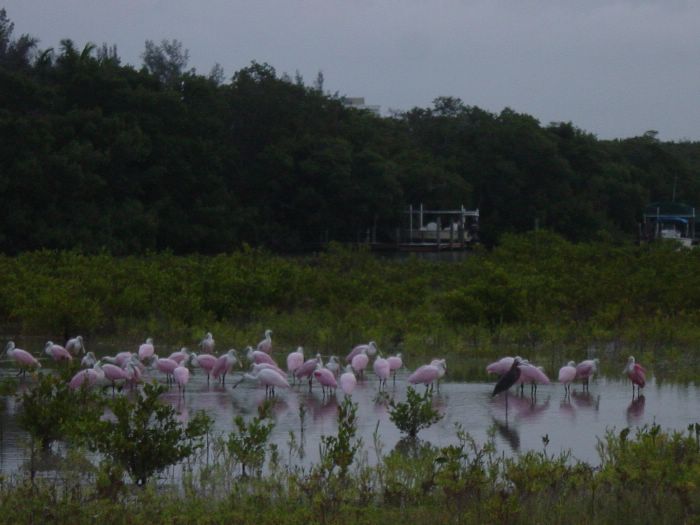 Roseate Spoonbill -- Feeding by Blind Pass