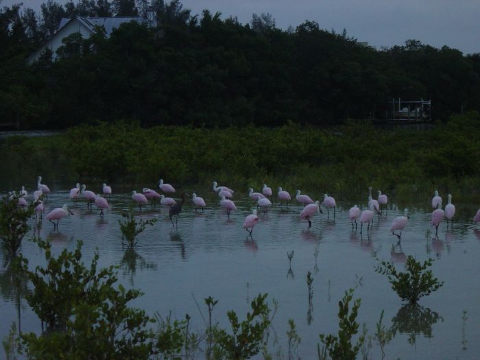 Roseate Spoonbill -- Feeding by Blind Pass