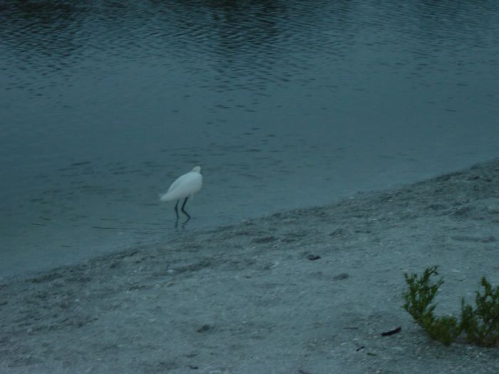 Snowy Egret at Blind Pass