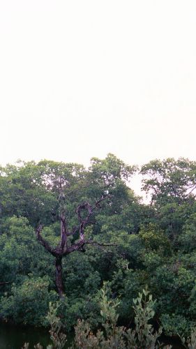 Mangrove -- any birds here?