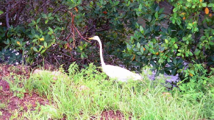 Great Egret at Bird Refuge