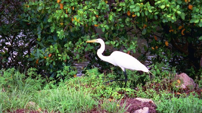 Great Egret at Bird Refuge