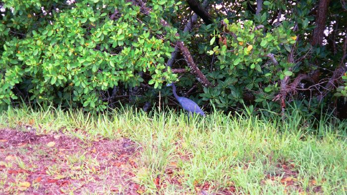 Little Blue Heron at Bird Refuge