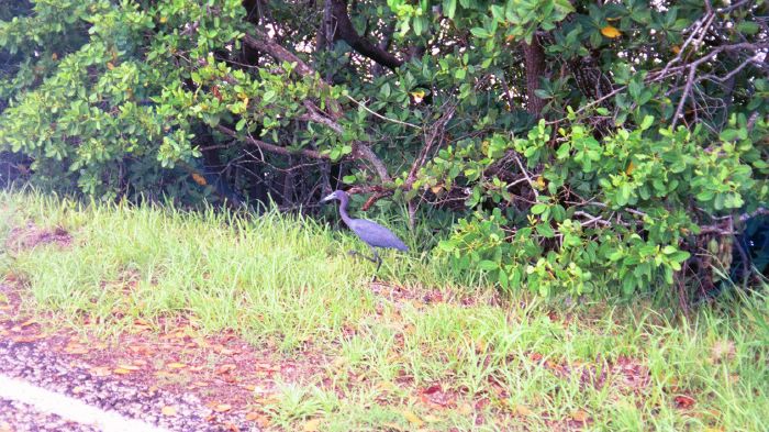 Little Blue Heron at Bird Refuge