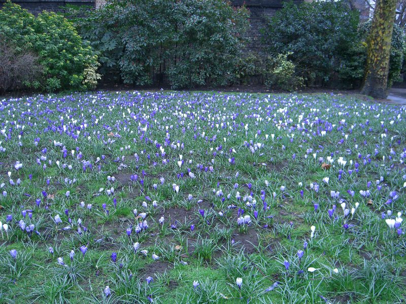 CIMG1703.jpg - Victoria Embankment Gardens Crocus