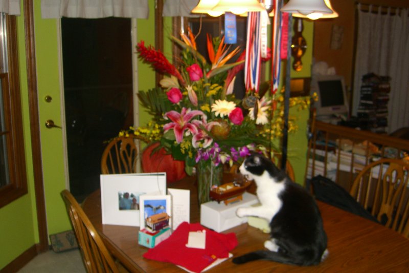 CIMG8434.JPG - Anniversary Flowers and Kitty