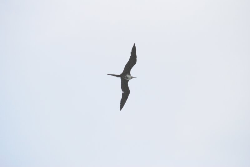 DSC_0173.JPG - Frigate Bird Flying over Redfish Pass