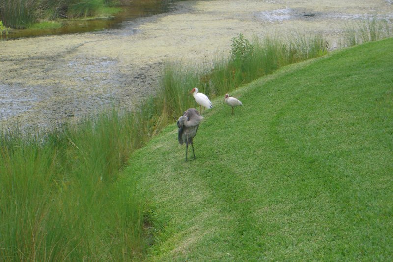 CIMG8314.JPG - Great Blue and Ibis by Shoeprint Pool