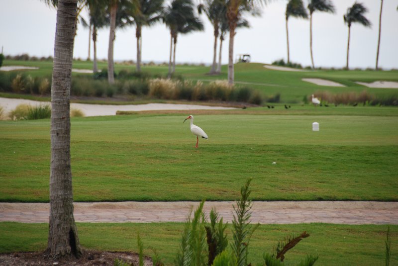 DSC_0096.JPG - Ibus Captiva Island Golf Course