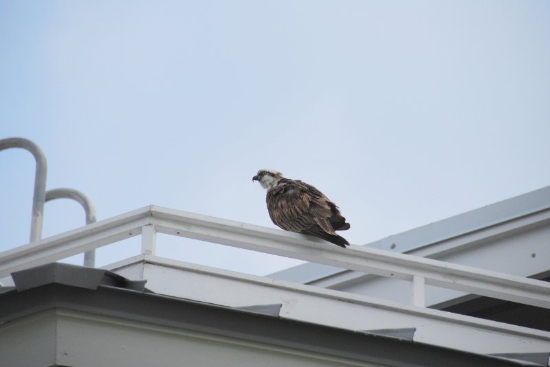 DSC_0177.JPG - Osprey on our Condo at Lands End