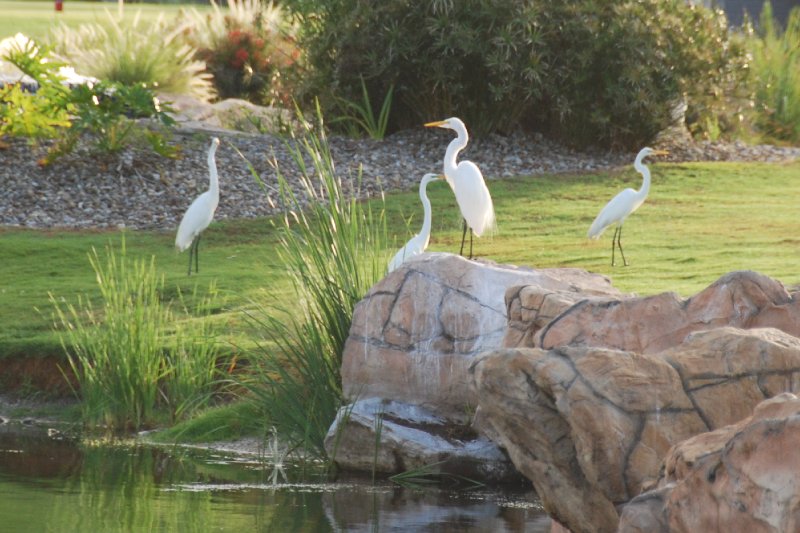 DSC_0426.JPG - Great Egrets at the Captiva Island Golf Course