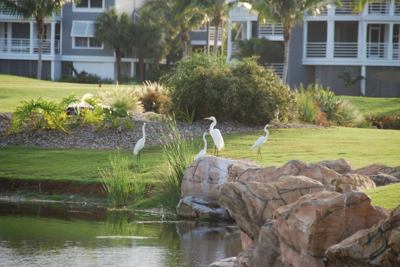 DSC_0427.JPG - Great Egrets at the Captiva Island Golf Course