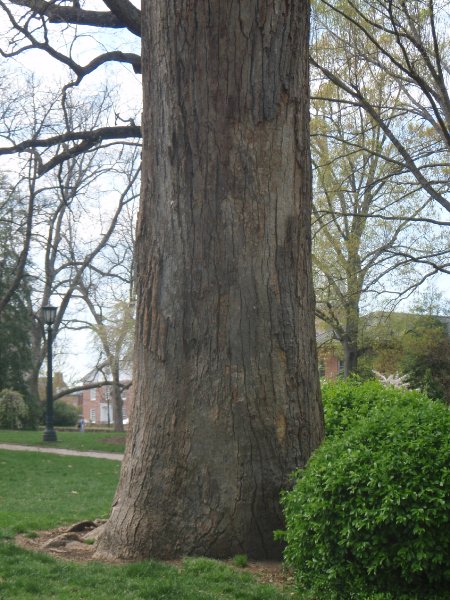 P4020103.JPG - The Davie Poplar, in McCorkle Place -- named after the founder of UNC