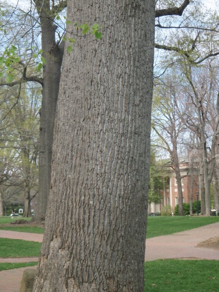 P4020105.JPG - The Davie Poplar, in McCorkle Place -- named after the founder of UNC