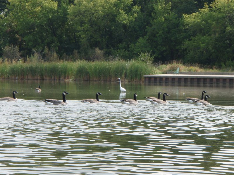 Busse091909-9190042.jpg - Geese and Egret