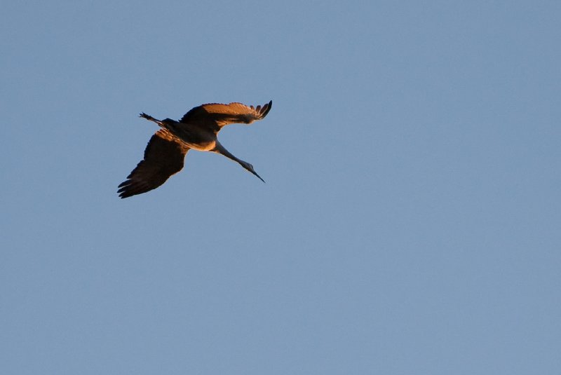 JasperPulaski110109-9825.jpg - Sandhill Cranes twilight flight to Jasper-Pulaski Fish and Wildlife Area