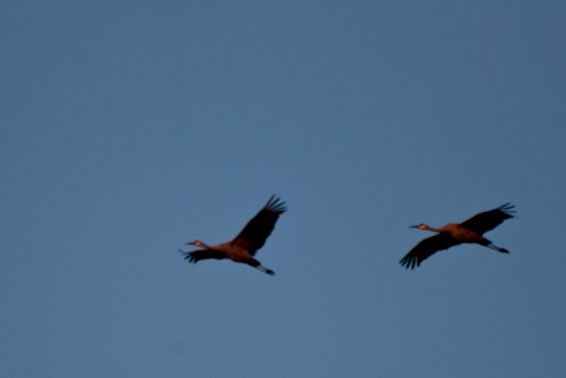 JasperPulaski110109-9887.jpg - Sandhill Cranes twilight flight to Jasper-Pulaski Fish and Wildlife Area