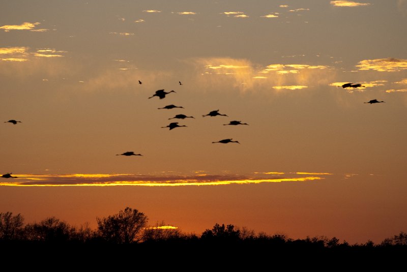 JasperPulaski110109-9943.jpg - Sandhill Cranes twilight flight to Jasper-Pulaski Fish and Wildlife Area