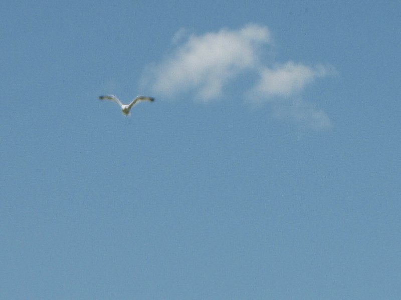 NorthShoreChannel-8020025.jpg - Sea Gull