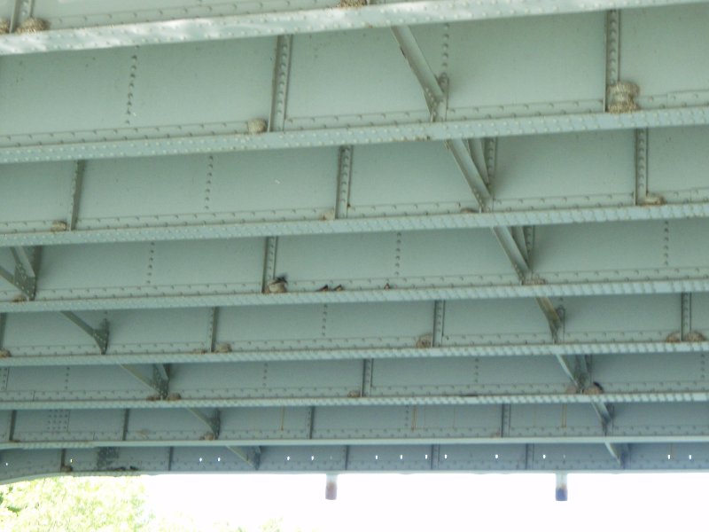 NorthShoreChannel-8020027.jpg - Swallow nests under the Church St Bridge