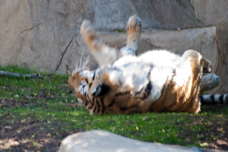 BrookfieldZoo062809-7623.jpg - Amur (fka Siberian) Tiger