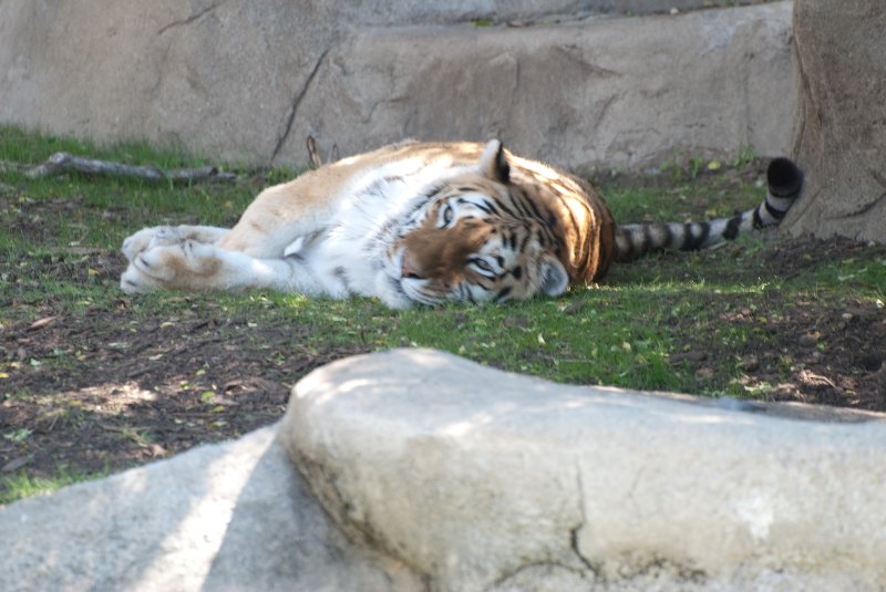 BrookfieldZoo062809-7625.jpg - Amur (fka Siberian) Tiger