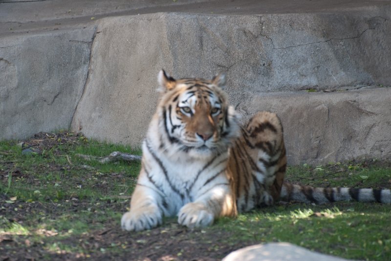 BrookfieldZoo062809-7629.jpg - Amur (fka Siberian) Tiger