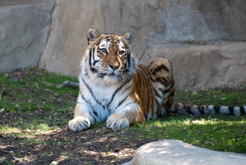 BrookfieldZoo062809-7634.jpg - Amur (fka Siberian) Tiger