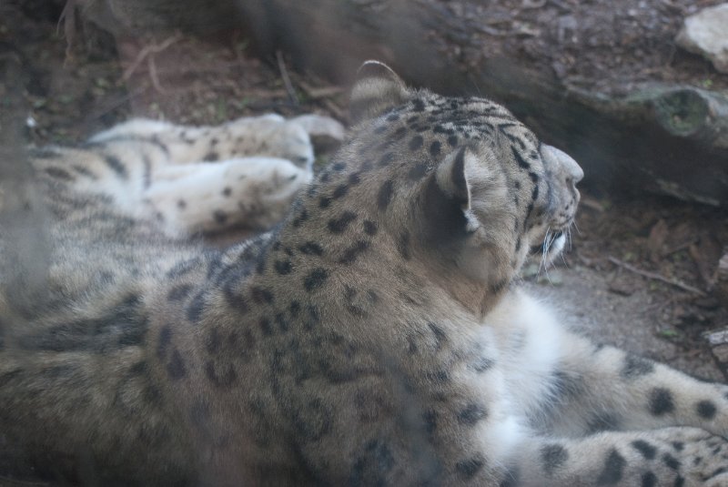 BrookfieldZoo062809-7635.jpg - Snow leopard