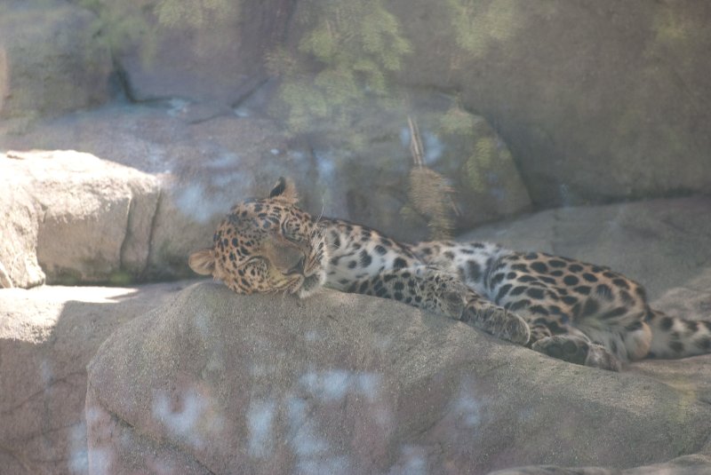 BrookfieldZoo062809-7642.jpg - Amur Leopard
