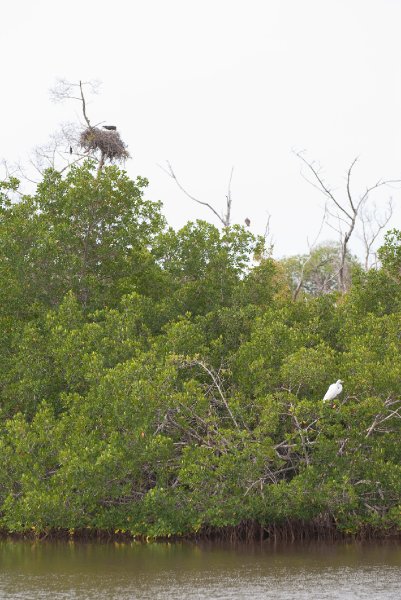 Captiva052409-7278.jpg - Great Egret and Osprey Nest