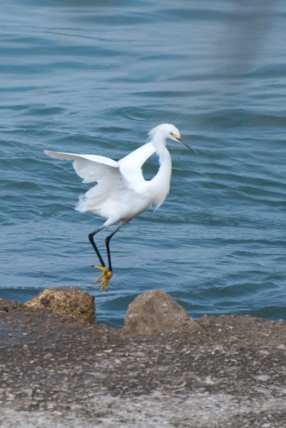 Captiva052409-7125.jpg - Great Egret, Snowy Egret
