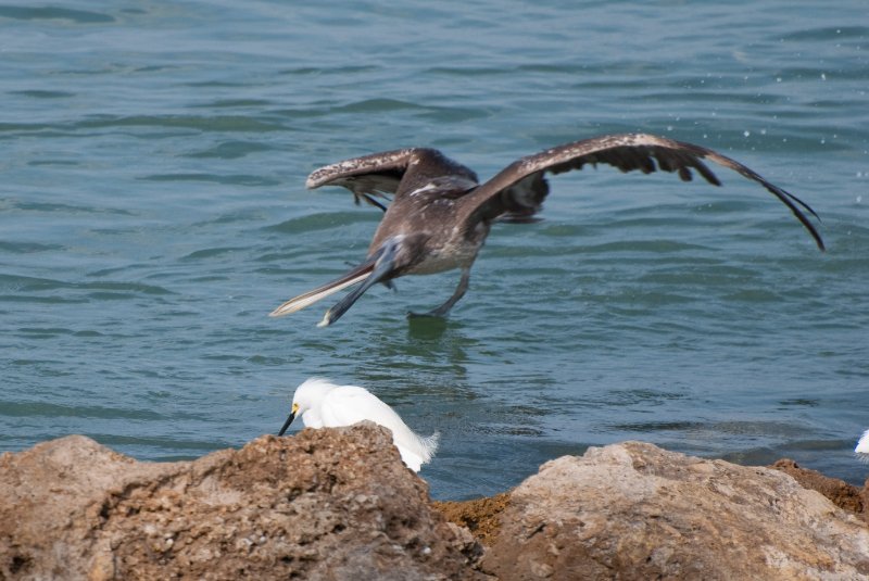 Captiva052409-7154.jpg - Snowy Egret, Pelican