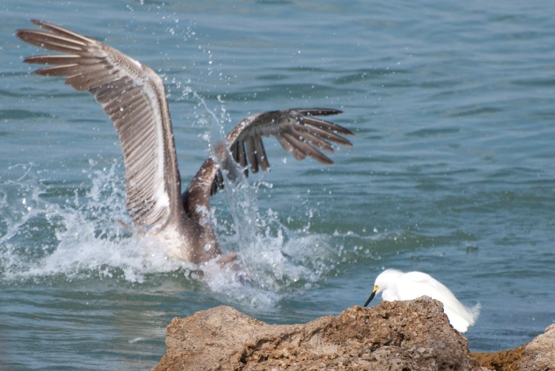 Captiva052409-7155.jpg - Snowy Egret, Pelican