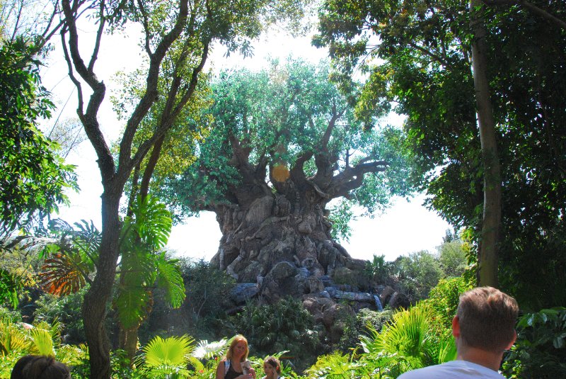 DisneyWorld022709-3146.jpg - Animal Kingdom - The Tree of Life