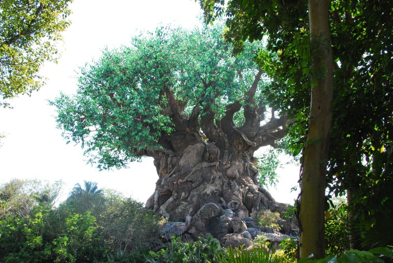 DisneyWorld022709-3254.jpg - Animal Kingdom - The Tree of Life