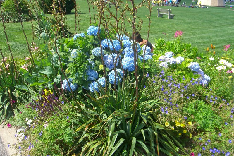 CIMG1714.jpg - Blue Hydrangea Flowers, Ocean Park, Oak Bluffs