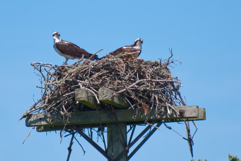 DSC_7768.jpg - Sengekontacket Pond Osprey Nest