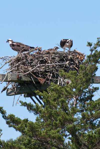 DSC_7786.jpg - Sengekontacket Pond Osprey Nest