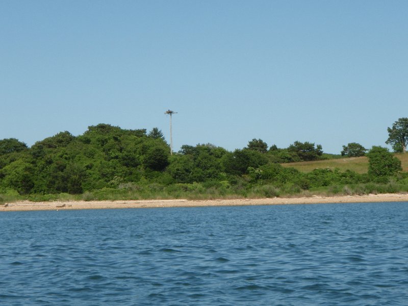 P7100027.jpg - Osprey Nest, Katama Bay