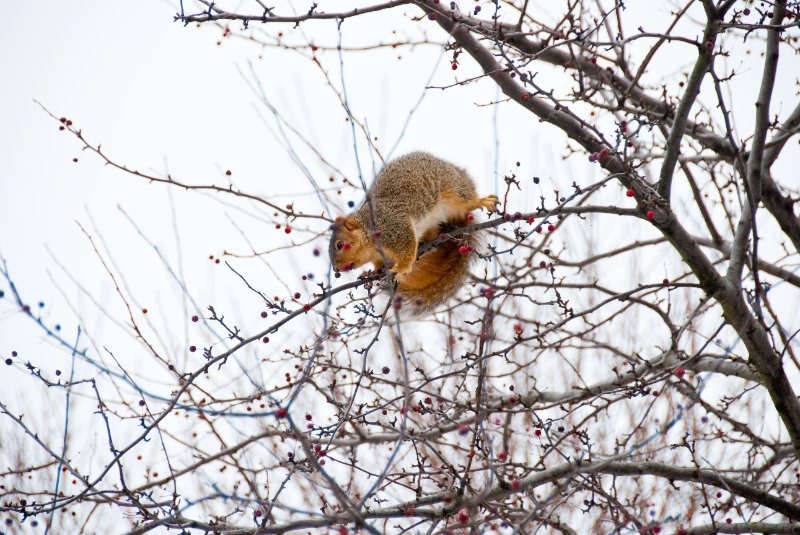 DSC_0474.jpg - Squirrel eating berries from the CrabApple tree in our front yard.