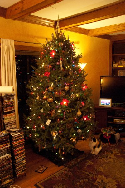 DSC_0498.jpg - Decorating the Christmas Tree!!